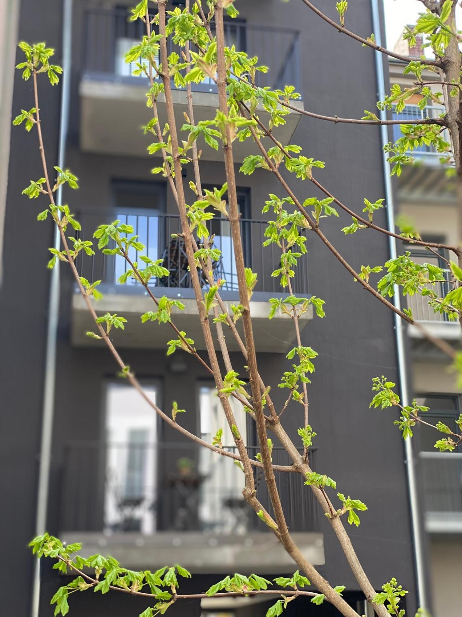 Eiwelhome - Stilvoll, Urban-Ruhig Schlafen, Bahnhofsnah, Balkon Erfurt Exteriör bild
